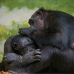 video cimpanzeii surprinsi in timp ce isi acorda primul ajutor unii altora folosesc plante medicinale si ofera ingrijire celorlalti 683f1aa87c3a5