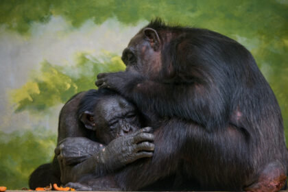 video cimpanzeii surprinsi in timp ce isi acorda primul ajutor unii altora folosesc plante medicinale si ofera ingrijire celorlalti 683f1aa87c3a5