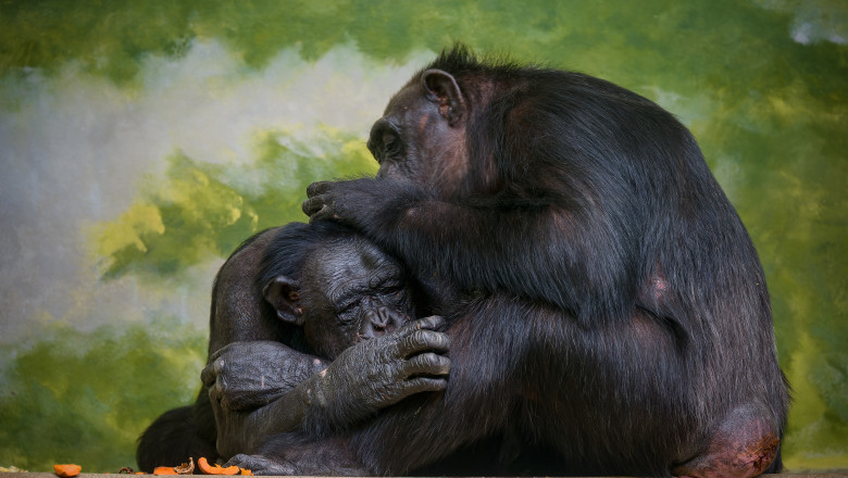 video cimpanzeii surprinsi in timp ce isi acorda primul ajutor unii altora folosesc plante medicinale si ofera ingrijire celorlalti 683f1aa87c3a5