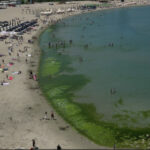 video covor de alge pe litoral la inceput de sezon cum explica specialistii fenomenul intalnit de regula spre finalul verii 68426aad289ad