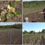 video culturile viticole distruse de grindina cum arata plantatiile de vita de vie dupa ploaia cu gheata care a lovit sudul romaniei 683f1a997254d