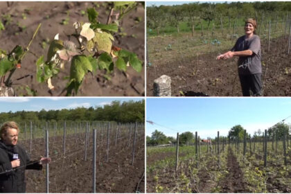 video culturile viticole distruse de grindina cum arata plantatiile de vita de vie dupa ploaia cu gheata care a lovit sudul romaniei 683f1a997254d