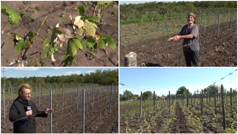 video culturile viticole distruse de grindina cum arata plantatiile de vita de vie dupa ploaia cu gheata care a lovit sudul romaniei 683f1a997254d