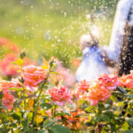 video gradina botanica cu peste 800 de soiuri de trandafiri din toata lumea cum arata focul de tabara obtinut in romania anilor 70 6850f8a2b714d