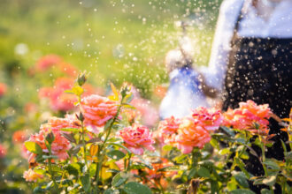 video gradina botanica cu peste 800 de soiuri de trandafiri din toata lumea cum arata focul de tabara obtinut in romania anilor 70 6850f8a2b714d