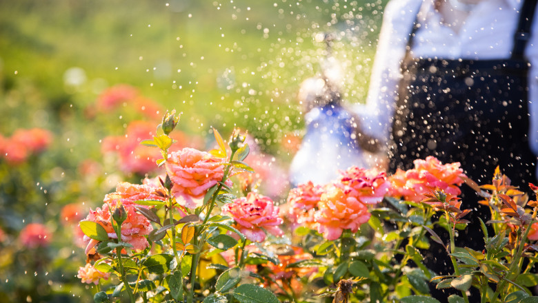 video gradina botanica cu peste 800 de soiuri de trandafiri din toata lumea cum arata focul de tabara obtinut in romania anilor 70 6850f8a2b714d