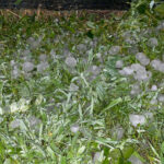 video grindina a facut prapad in localitatile afectate de codul rosu de furtuni culturi agricole si gradini distruse 684069668edc9