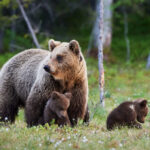 video o ursoaica si doi pui care au bagat spaima in turistii din poiana brasov prinsi si relocati va dati seama ca sunt mult mai multi 683f1a9e4c4bd