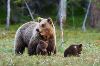 video o ursoaica si doi pui care au bagat spaima in turistii din poiana brasov prinsi si relocati va dati seama ca sunt mult mai multi 683f1a9e4c4bd