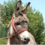 video povestea magarusului petrica din marginimea sibiului care a ajuns la facultate la iasi are o singura sarcina sa stea cuminte 6850f8ac7cda5