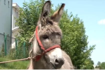 video povestea magarusului petrica din marginimea sibiului care a ajuns la facultate la iasi are o singura sarcina sa stea cuminte 6850f8ac7cda5