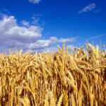 video romania va avea o productie record la cereale in 2025 fermierii sunt multumiti de prognoza culturile de grau ajutate de ploi 6845277680ea4