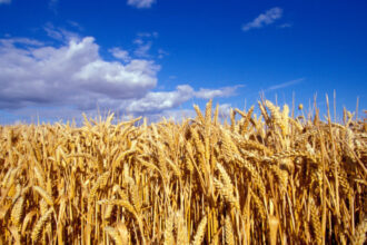 video romania va avea o productie record la cereale in 2025 fermierii sunt multumiti de prognoza culturile de grau ajutate de ploi 6845277680ea4