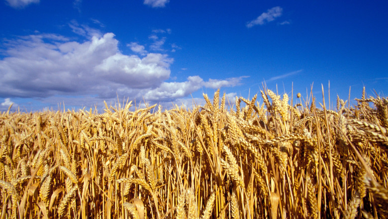 video romania va avea o productie record la cereale in 2025 fermierii sunt multumiti de prognoza culturile de grau ajutate de ploi 6845277680ea4
