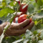 video rosiile in pericol din cauza caniculei temperaturile in solarii ajung si la 45 de grade celsius cat costa acum kilogramul in piete 685106a47f1fc