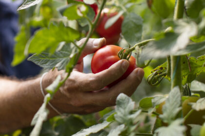 video rosiile in pericol din cauza caniculei temperaturile in solarii ajung si la 45 de grade celsius cat costa acum kilogramul in piete 685106a47f1fc