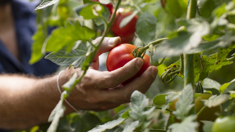 video rosiile in pericol din cauza caniculei temperaturile in solarii ajung si la 45 de grade celsius cat costa acum kilogramul in piete 685106a47f1fc
