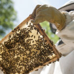 video saracie ca niciodata mierea de salcam mai putina si mai scumpa anul acesta cauzele care au dus la moartea a milioane de albine 6850ea8f88889