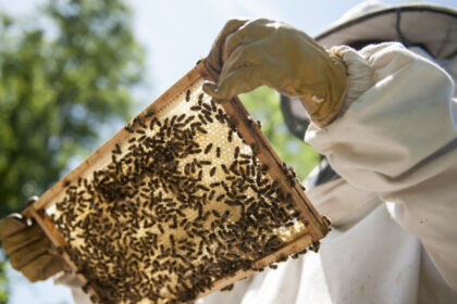 video saracie ca niciodata mierea de salcam mai putina si mai scumpa anul acesta cauzele care au dus la moartea a milioane de albine 6850ea8f88889