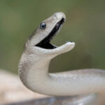 video serpi in apropierea unui restaurant si intr o scara de bloc din mehedinti au intervenit jandarmii 683f1ef813199