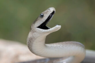 video serpi in apropierea unui restaurant si intr o scara de bloc din mehedinti au intervenit jandarmii 683f1ef813199