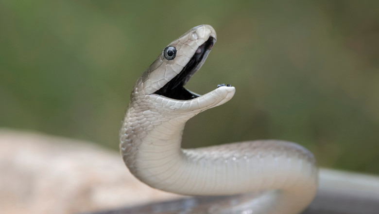 video serpi in apropierea unui restaurant si intr o scara de bloc din mehedinti au intervenit jandarmii 683f1ef813199