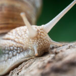 video sunt cu sutele nu doar unu doi invazie de melci dupa ploaie oameni disperati dupa ce s au trezit cu gradinile distruse 683f1aace630c