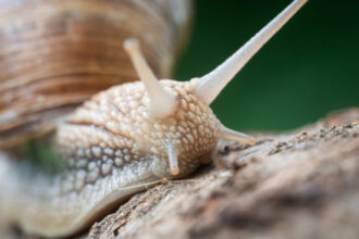 video sunt cu sutele nu doar unu doi invazie de melci dupa ploaie oameni disperati dupa ce s au trezit cu gradinile distruse 683f1aace630c