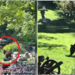 video toti muntii sunt plini orasul in care localnicii sunt terorizati de ursi zi si noapte animalele intra fara frica in gospodarii 684a7b822d644