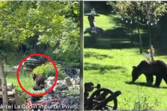 video toti muntii sunt plini orasul in care localnicii sunt terorizati de ursi zi si noapte animalele intra fara frica in gospodarii 684a7b822d644