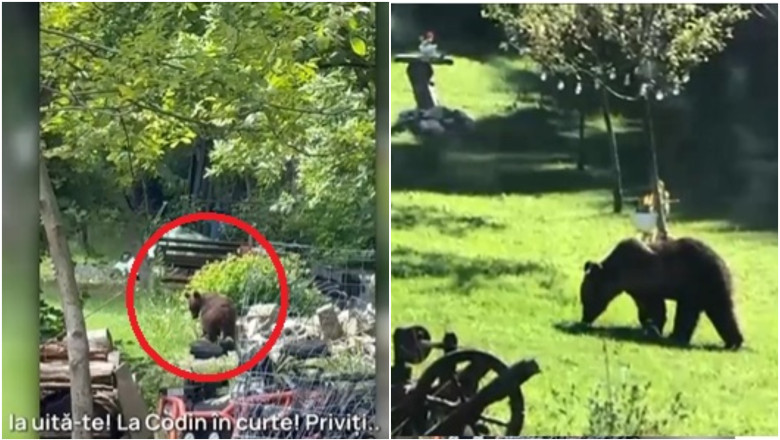 video toti muntii sunt plini orasul in care localnicii sunt terorizati de ursi zi si noapte animalele intra fara frica in gospodarii 684a7b822d644