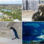 videofoto gradina zoo din ungaria in care traiesc 5 000 de animale mii de romani ii trec anual pragul e o senzatie incredibila 683f1b742900f