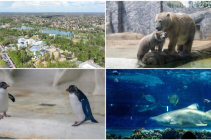 videofoto gradina zoo din ungaria in care traiesc 5 000 de animale mii de romani ii trec anual pragul e o senzatie incredibila 683f1b742900f