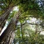 win win new maps reveal best opportunities for global reforestation 6849485f915c2