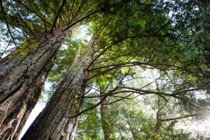 win win new maps reveal best opportunities for global reforestation 6849485f915c2