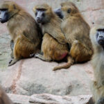 12 babuini au fost ucisi in germania din cauza ca gradina zoologica unde traiau nu mai are loc pentru ei 6889bccf01d57