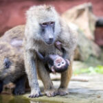 12 babuini au fost ucisi intr o gradina zoologica din germania din cauza supraaglomerarii decizia a iscat proteste 68892070684a9