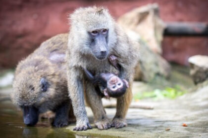 12 babuini au fost ucisi intr o gradina zoologica din germania din cauza supraaglomerarii decizia a iscat proteste 68892070684a9