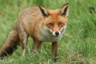 a inceput vanatoarea de vulpi si sacali in iasi dupa primul deces de rabie din ultimii 13 ani se fac vaccinari in masa 6879433a760a7