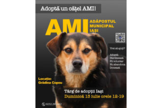 adopta un catel de la padoc duminica te asteapta in copou 6870e0959ea6e