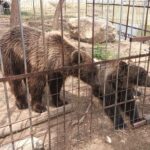 amenda de 120 000 de lei pentru o gradina zoo care functiona ilegal in dambovita 687a18e5adfe9