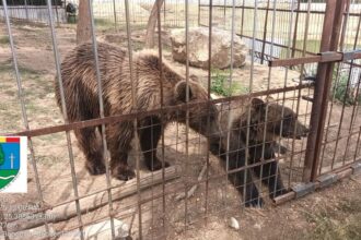 amenda de 120 000 de lei pentru o gradina zoo care functiona ilegal in dambovita 687a18e5adfe9