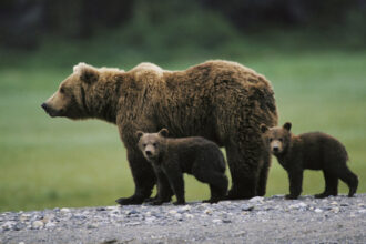 amenzi drastice pentru cei care hranesc ursii ministrul mediului in zone cu risc de incidente se pot pune sisteme cctv 6877ca5fd886a