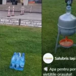 angajatii salubris iasi pare ca dau apa minerala porumbeilor in dispersoare special amenajate conducerea neaga iesenii se amuza e pentru sprit 686b9ac1e6692