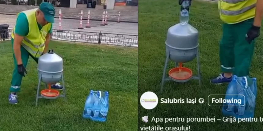 angajatii salubris iasi pare ca dau apa minerala porumbeilor in dispersoare special amenajate conducerea neaga iesenii se amuza e pentru sprit 686b9ac1e6692