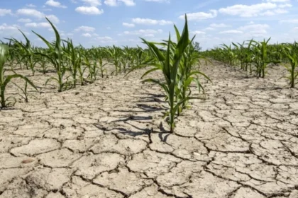 atentie s au publicat termenele pentru raportarea culturilor agricole calamitate de seceta 6871b0642719c