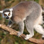 au ajuns la spital muscati de un lemur un sobolan si un soarece medicii avertizeaza caldura afecteaza si animalele care devin agresive 6883397b1a50c