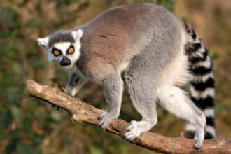 au ajuns la spital muscati de un lemur un sobolan si un soarece medicii avertizeaza caldura afecteaza si animalele care devin agresive 6883397b1a50c