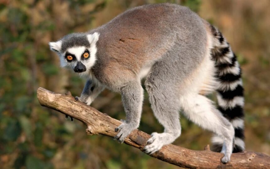 au ajuns la spital muscati de un lemur un sobolan si un soarece medicii avertizeaza caldura afecteaza si animalele care devin agresive 6883397b1a50c