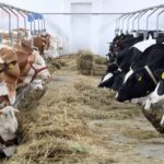 bani pentru crescatorii de animale din iasi fondurile s au dat pentru servicii de ameliorare a raselor 686b11d86aef2